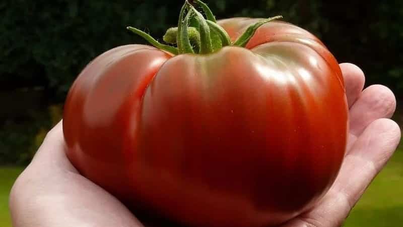 En tomatvariant som definitivt ikke vil skuffe deg er Monomakh Hat-tomaten.