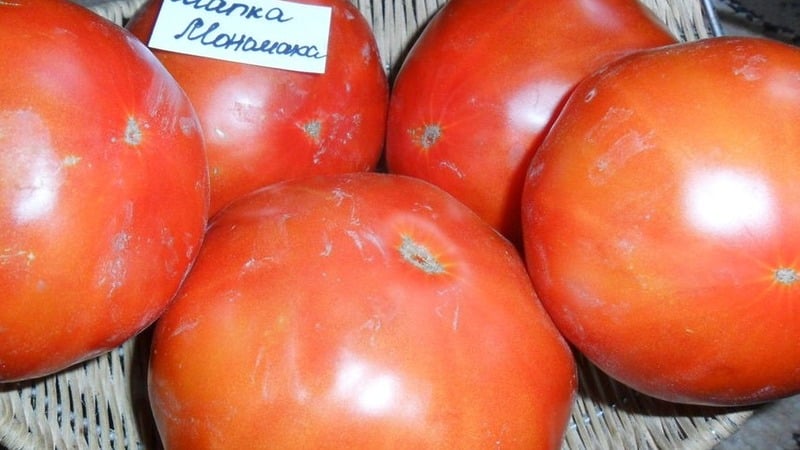 Eine Tomatensorte, die Sie bestimmt nicht enttäuschen wird, ist die Monomakh Hat-Tomate.