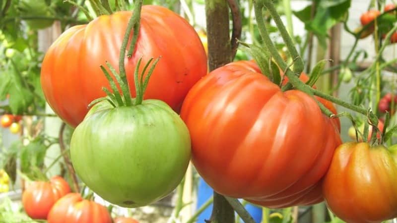 En tomatvariant som definitivt ikke vil skuffe deg er Monomakh Hat-tomaten.