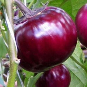 Yield and early ripening eggplant variety Bourgeois