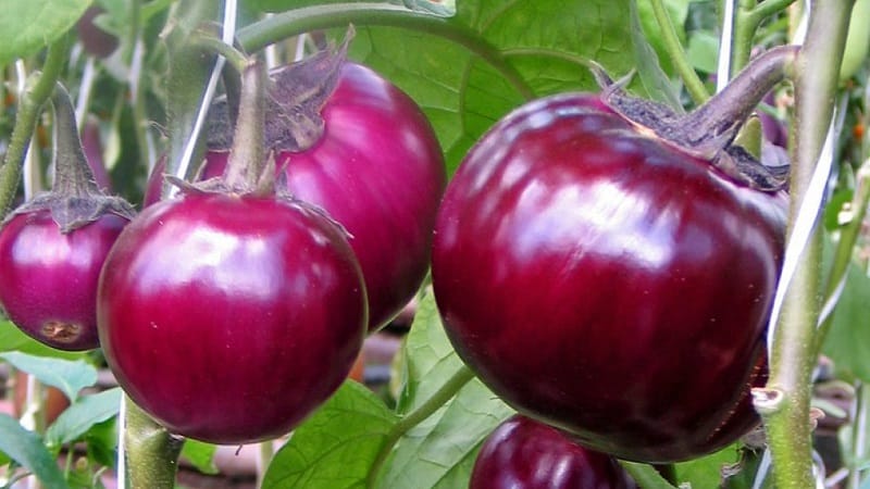 Yield and early ripening eggplant variety Bourgeois