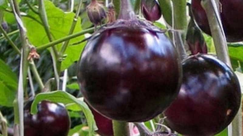 Yield and early ripening eggplant variety Bourgeois