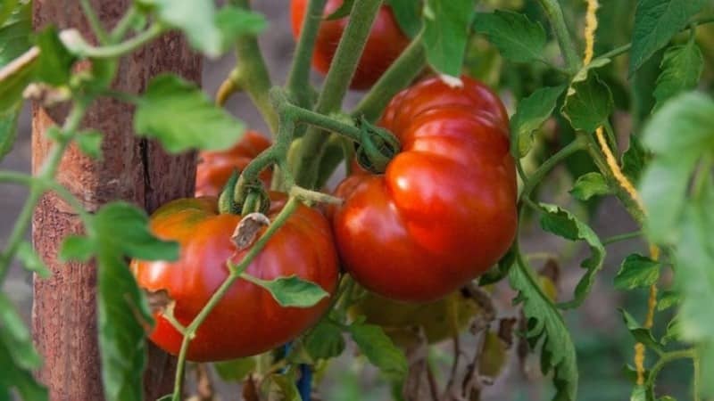 Varieti tahan untuk keadaan cuaca yang teruk - tomato Pride of Siberia yang terkenal