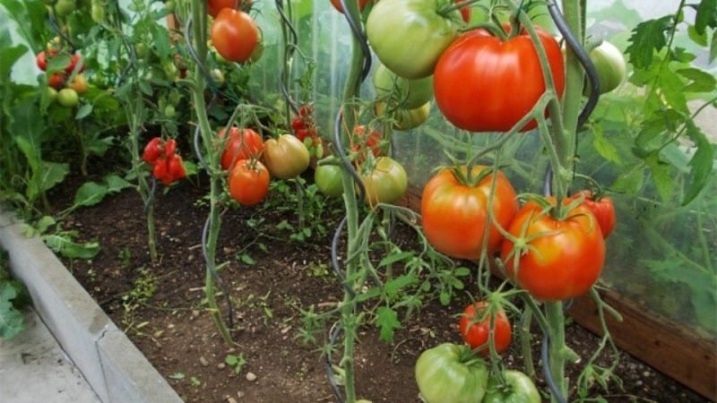 Varieti tahan untuk keadaan cuaca yang teruk - tomato Pride of Siberia yang terkenal