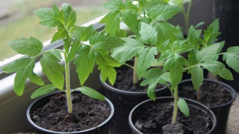 Eine resistente Sorte für raue Wetterbedingungen – die berühmte Tomate Pride of Siberia