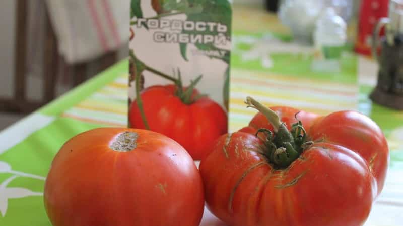 Varieti tahan untuk keadaan cuaca yang teruk - tomato Pride of Siberia yang terkenal