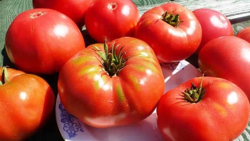 Eine resistente Sorte für raue Wetterbedingungen – die berühmte Tomate Pride of Siberia