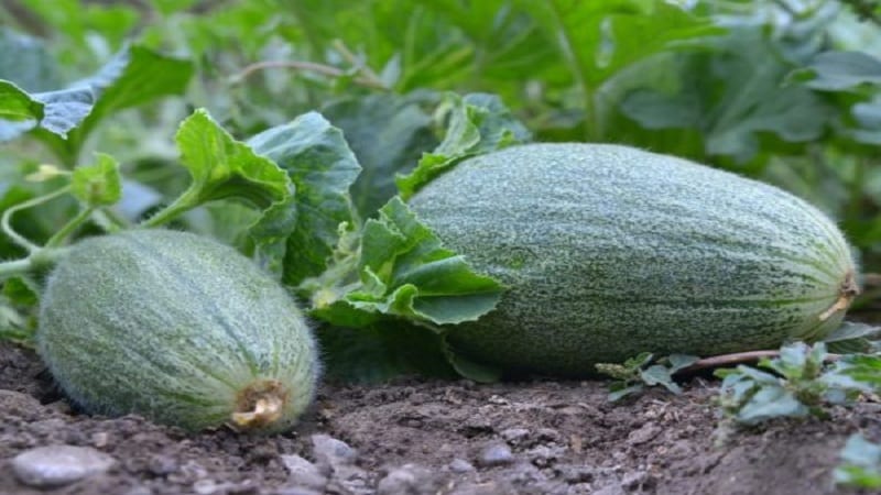 Cos'è il cetriolo, come viene coltivato e mangiato?