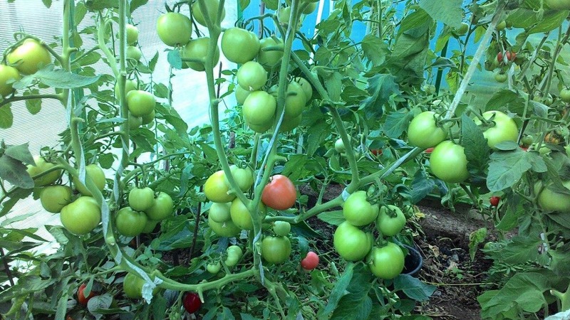 Een nieuwe hybride met krachtige struiken en een overvloedige oogst aan tomaten - tomaat Katrina f1