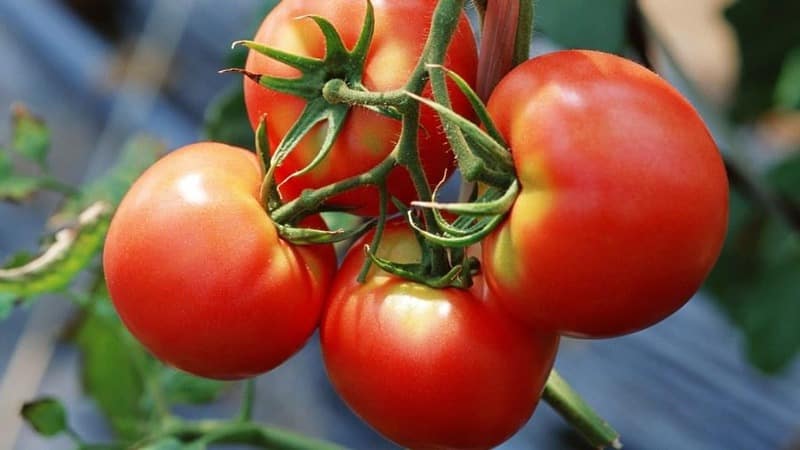 Eine neue Hybride mit kräftigen Büschen und einer reichlichen Tomatenernte - Tomate Katrina f1