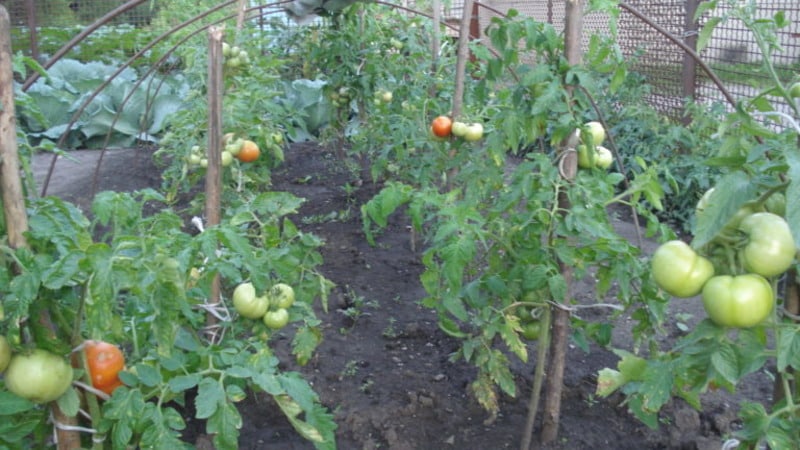 Un nouvel hybride avec des buissons puissants et une récolte abondante de tomates - tomate Katrina f1