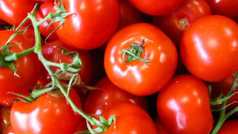 Un nouvel hybride avec des buissons puissants et une récolte abondante de tomates - tomate Katrina f1