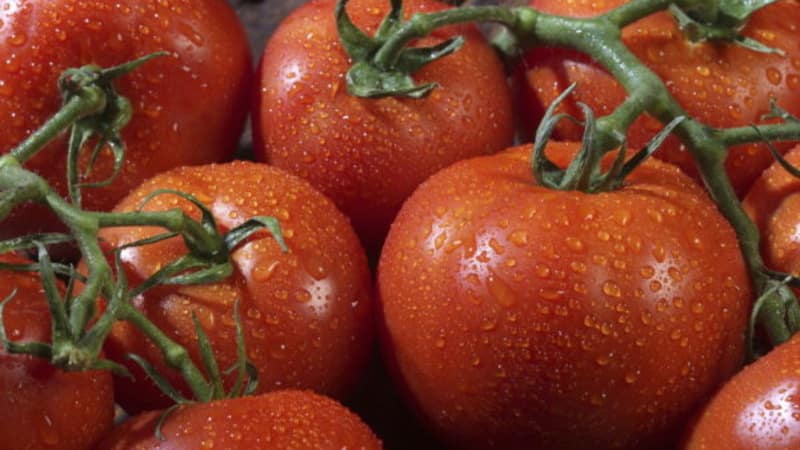 Un nuovo ibrido con cespugli potenti e un abbondante raccolto di pomodori: il pomodoro Katrina f1