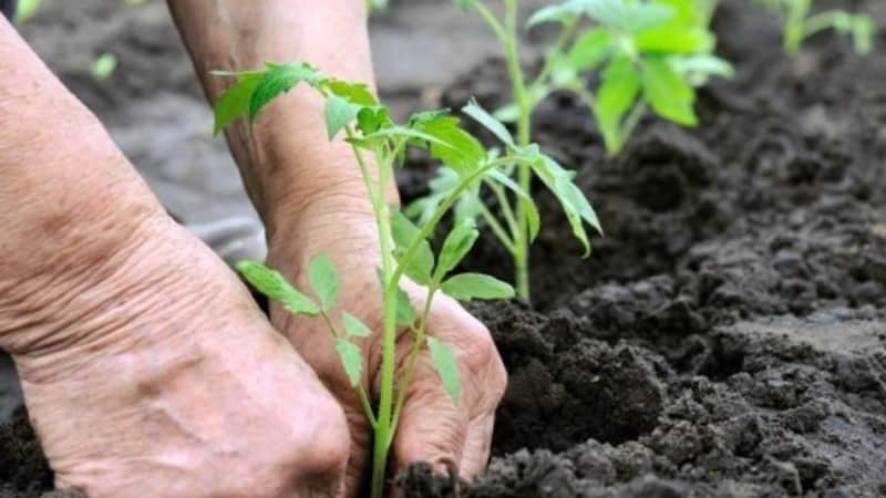 Un nuovo ibrido con cespugli potenti e un abbondante raccolto di pomodori: il pomodoro Katrina f1