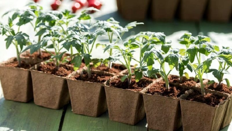 Un nouvel hybride avec des buissons puissants et une récolte abondante de tomates - tomate Katrina f1