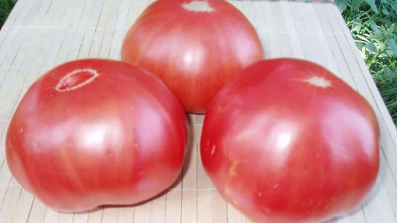 Cultivar un tomate gigante en tu propia parcela: secretos de plantación y consejos de cuidado