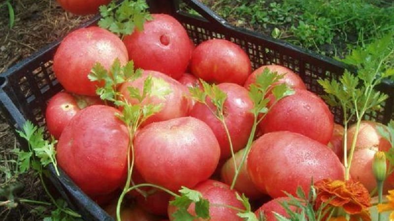 Menanam tomato Gergasi di plot anda sendiri: rahsia penanaman dan petua penjagaan