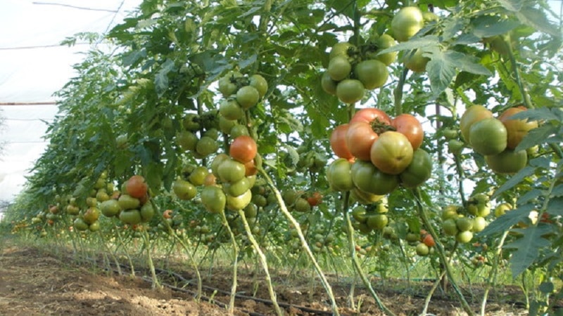 Menanam tomato Gergasi di plot anda sendiri: rahsia penanaman dan petua penjagaan