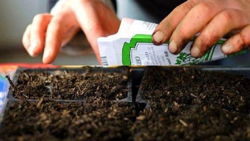 Cultivando um tomate gigante em seu próprio terreno: segredos de plantio e dicas de cuidados