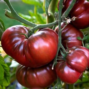 Cultivando um tomate gigante em seu próprio terreno: segredos de plantio e dicas de cuidados