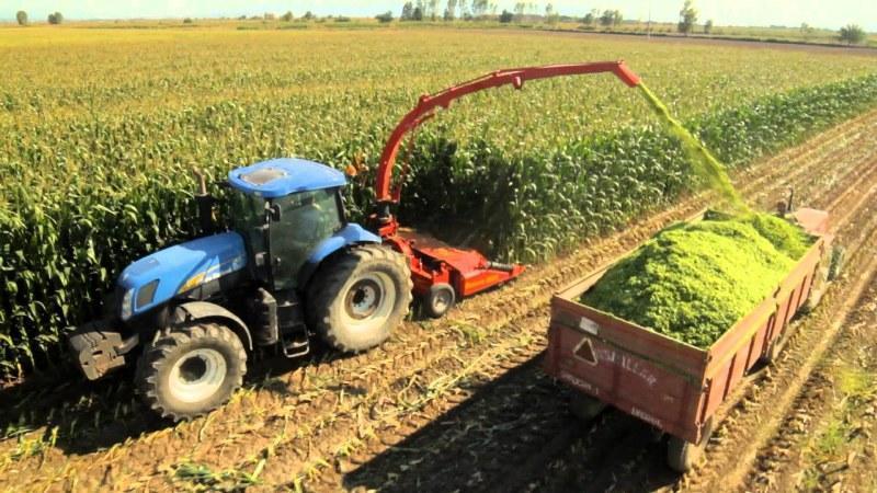 Wie Mais angebaut und für die Silage geerntet wird: Geheimnisse der Landtechnik von der Aussaat bis zur Lagerung der Ernte