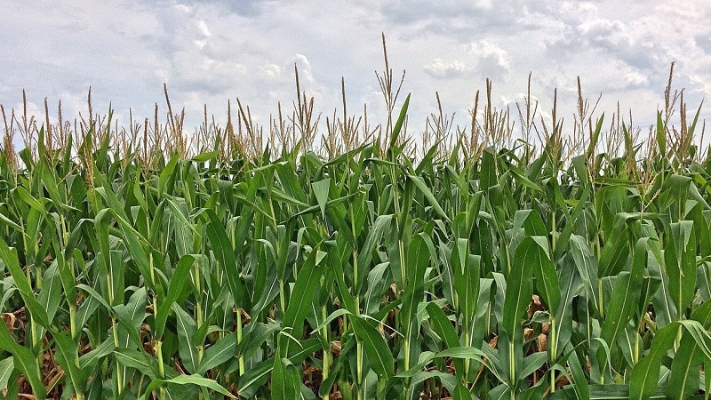 Hur majs odlas och skördas för ensilage: jordbruksteknologins hemligheter från sådd till lagring av grödan