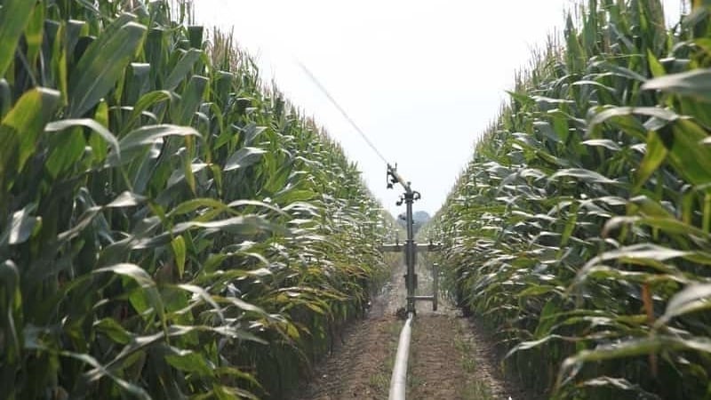 Wie Mais angebaut und für die Silage geerntet wird: Geheimnisse der Landtechnik von der Aussaat bis zur Lagerung der Ernte