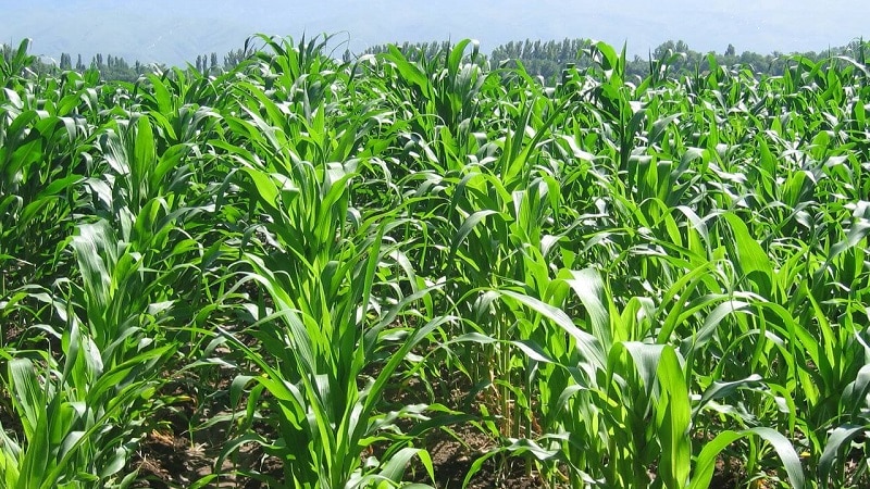 Wie Mais angebaut und für die Silage geerntet wird: Geheimnisse der Landtechnik von der Aussaat bis zur Lagerung der Ernte