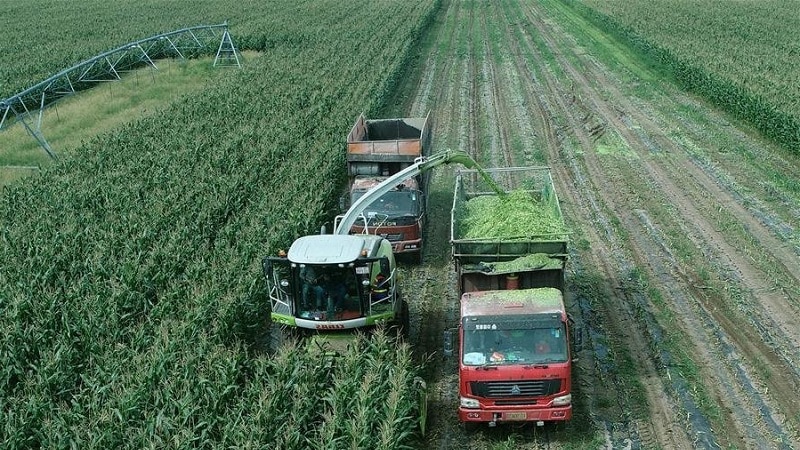 How corn is grown and harvested for silage: secrets of agricultural technology from sowing to storing the crop