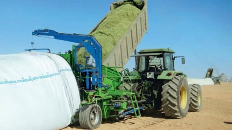 Hur majs odlas och skördas för ensilage: jordbruksteknologins hemligheter från sådd till lagring av grödan