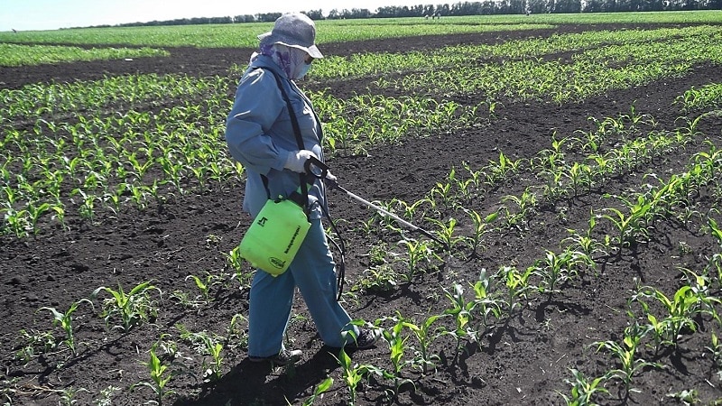 Kuidas maisi siloks kasvatatakse ja koristatakse: põllumajandustehnoloogia saladused külvist saagi ladustamiseni