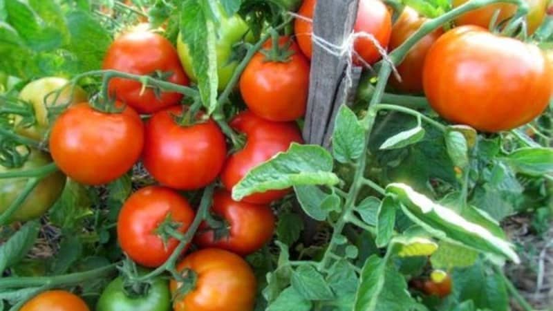 Wir bauen im Freiland eine reiche Ernte an – die ausdauernde Vityaz-Tomate