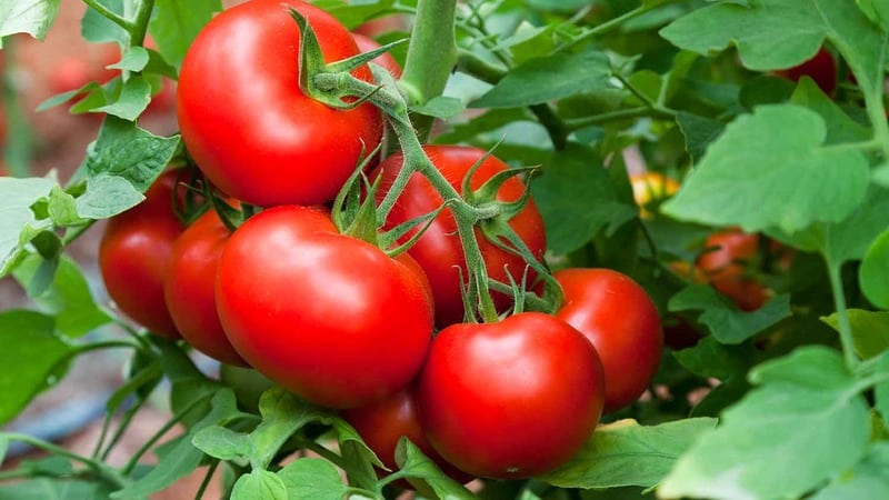 Nous cultivons une riche récolte en pleine terre - la tomate Vityaz persistante