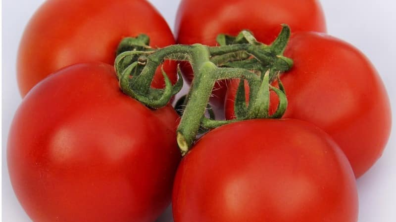 Na otvorenom terenu uzgajamo bogatu žetvu - upornu rajčicu Vityaz