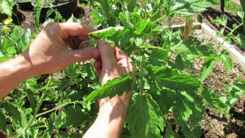 We grow a rich harvest in the open ground - the persistent Vityaz tomato