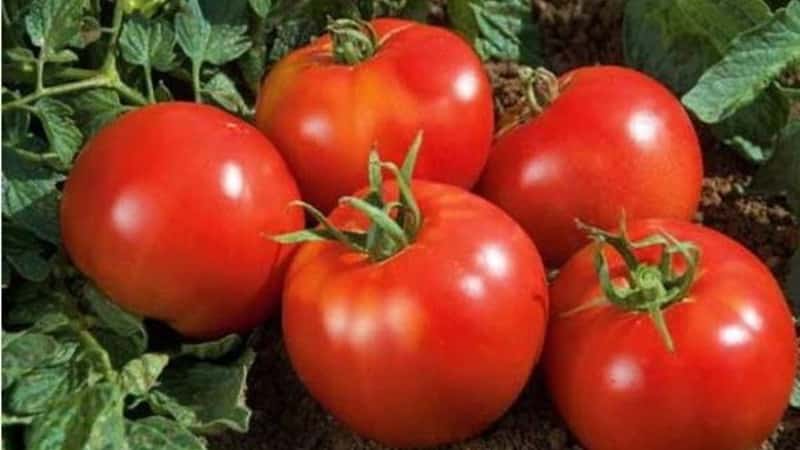 Vi odlar en rik skörd på den öppna marken - den ihållande Vityaz-tomaten