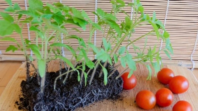 We grow a rich harvest in the open ground - the persistent Vityaz tomato