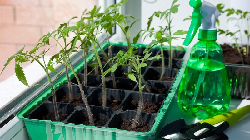 Coltiviamo un ricco raccolto in piena terra: il persistente pomodoro Vityaz