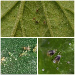 Why spider mites appear on cucumbers: what to do to defeat the pest and save the crop