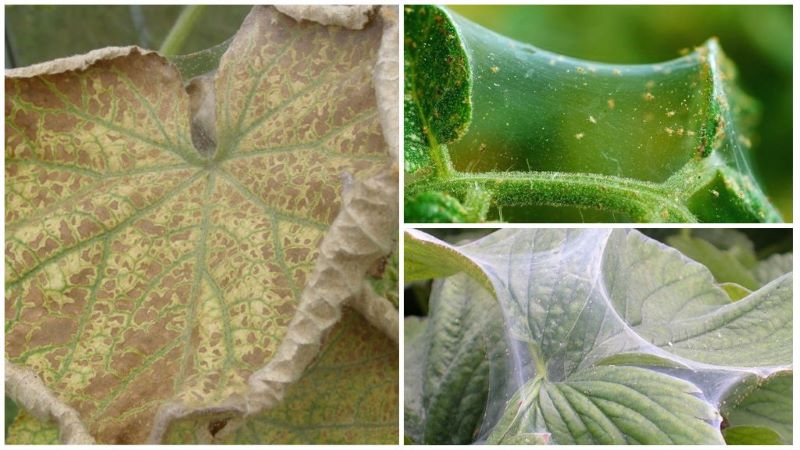 Why spider mites appear on cucumbers: what to do to defeat the pest and save the crop