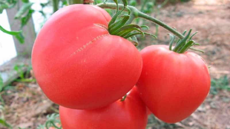 Tips from experienced gardeners for growing Pink Heart tomatoes