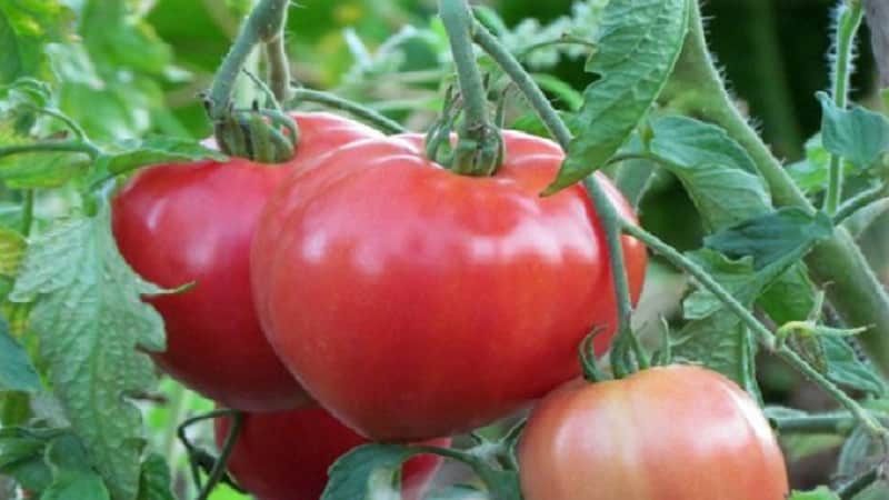 Consejos de jardineros experimentados para cultivar tomates Pink Heart