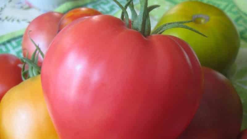 A new variety, but one that has already become a favorite among farmers - the Sugar Nastasya tomato.