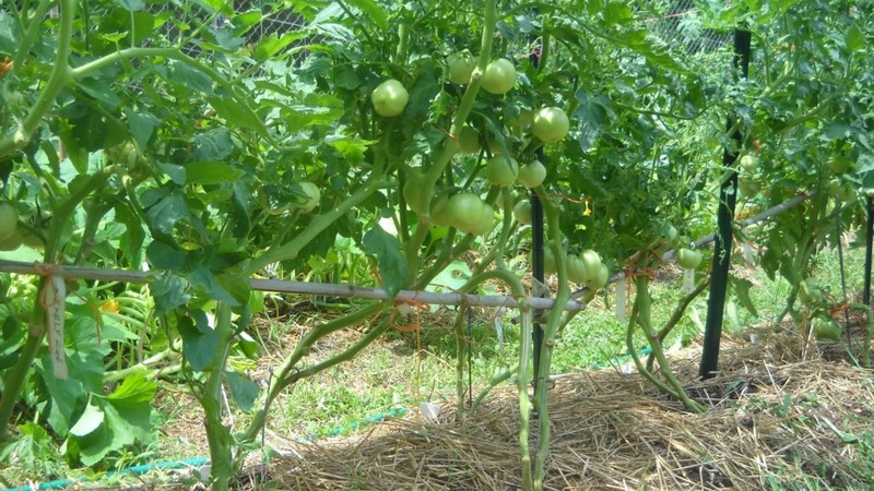 Eine neue Sorte, die bei Landwirten jedoch bereits beliebt ist – die Sugar Nastasya-Tomate.