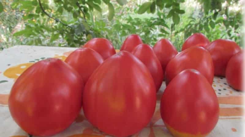 Uma variedade nova, mas que já se tornou a preferida dos agricultores - o tomate Sugar Nastasya.