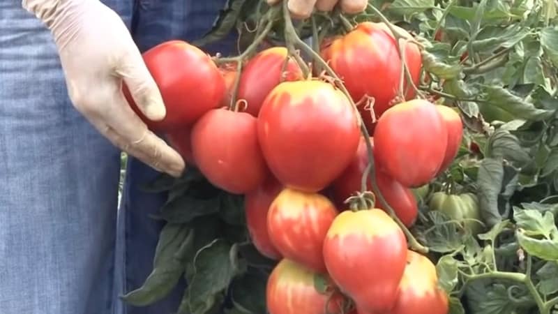 Une nouvelle variété, mais qui est déjà devenue la préférée des agriculteurs - la tomate Sugar Nastasya.