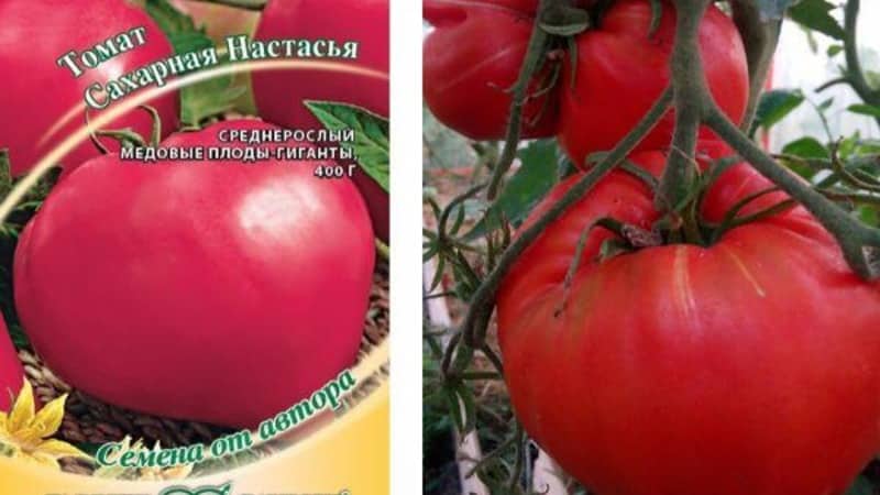 A new variety, but one that has already become a favorite among farmers - the Sugar Nastasya tomato.