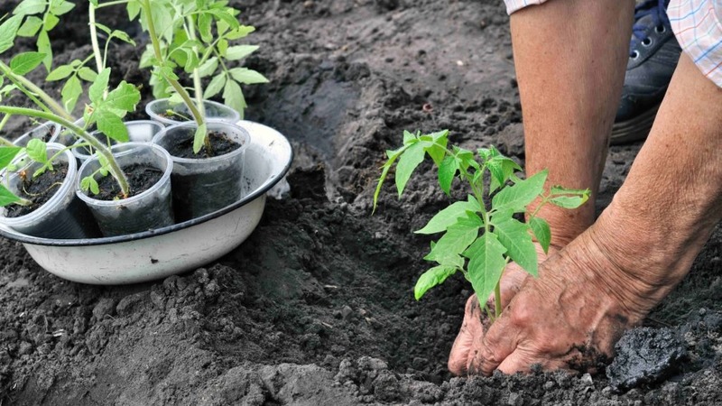 Una nueva variedad, pero que ya se ha convertido en la favorita de los agricultores: el tomate Sugar Nastasya.