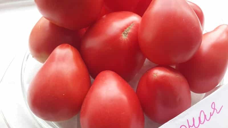 En ny variant, men en som allerede har blitt en favoritt blant bønder - Sugar Nastasya-tomaten.