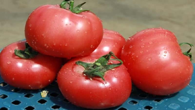 Tomate Pink Claire – die beste Lösung für die südlichen Regionen